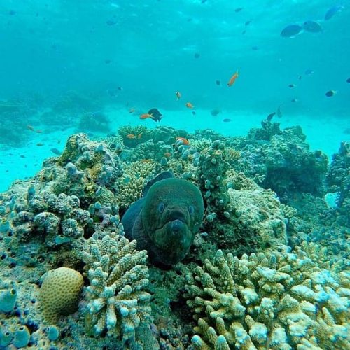 The underwater view of Banana Reef
